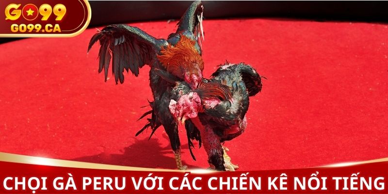 Chọi gà Peru với các chiến kê nổi tiếng hàng đầu